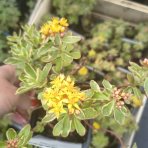 Rozchodník kamčatský, panašovaný (Sedum kamtschaticum) ‘VARIEGATUM’ -  kont. P9